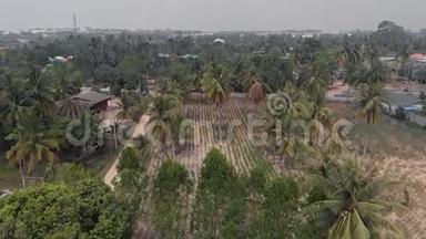 鸟瞰乡村农业果田、椰林、椰林和农场建筑